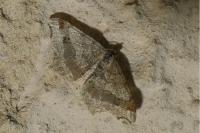 Macaria alternata