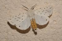 Spilosoma lubricipeda