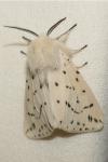Spilosoma lubricipeda