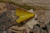 Opisthograptis luteolata