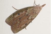 Aphomia sociella