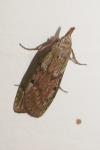 Aphomia sociella