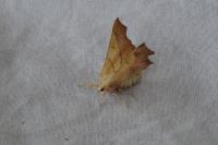 Ennomos fuscantaria