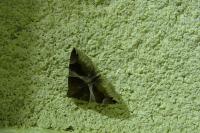 Dysgonia algira