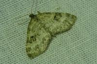 Pterapherapteryx sexalata