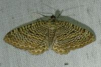Rheumaptera undulata