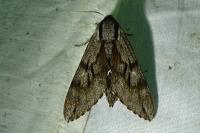 Hyloicus pinastri