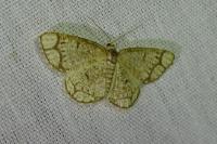 Stegania cararia