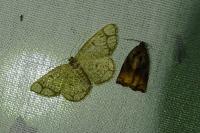 Stegania cararia