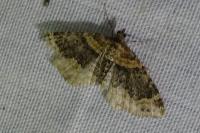 Xanthorhoe ferrugata