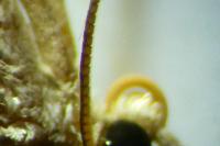 Thera obeliscata