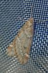 Alsophila aescularia