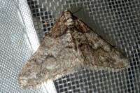 Agriopis leucophaearia