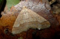 Phigaliohybernia marginaria