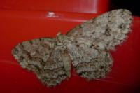 Ectropis crepuscularia
