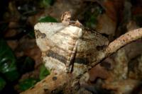 Menophra abruptaria