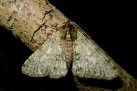 Phigalia pilosaria