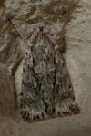 Xylocampa areola