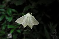 Ourapteryx sambucaria