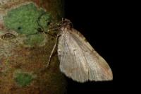 Earophila badiata