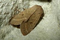 Orthosia cerasi
