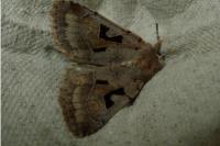 Orthosia gothica
