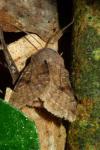 Orthosia incerta