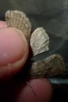 Orthosia incerta