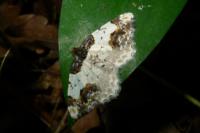 Ligdia adustata
