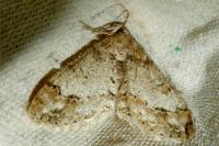 Paradarisa consonaria
