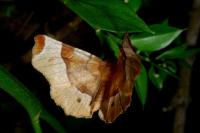 Selenia tetralunaria