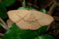 Cyclophora puppillaria