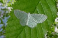 Asthena albulata