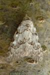 Nola confusalis