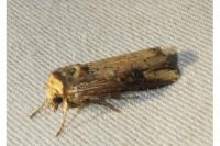 Axylia putris