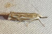 Crambus lathoniellus