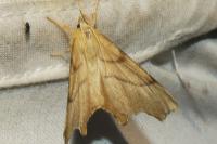 Ennomos erosaria