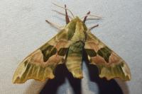 Mimas tiliae