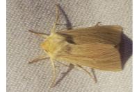 Mythimna pallens