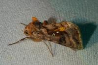 Autographa pulchrina
