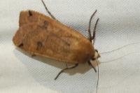 Noctua pronuba