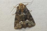 Oligia
