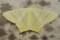 Ourapteryx sambucaria