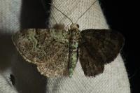 Pasiphila rectangulata