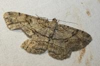 Peribatodes rhomboidaria rhomboidaria