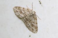 Ectropis crepuscularia
