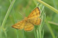 Cleta filacearia