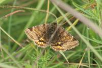 Euclidia glyphica