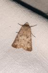 Anarta trifolii