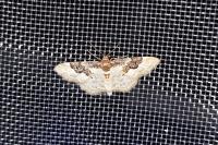 Idaea rusticata